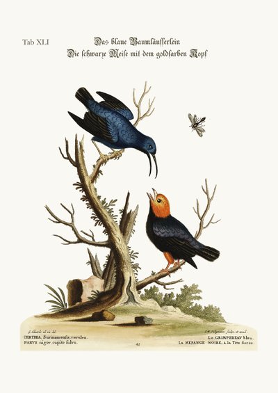 Il rampicante blu. La cincia dal capo dorato, 1749-73 da George Edwards